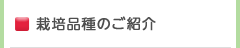 栽培品種のご紹介